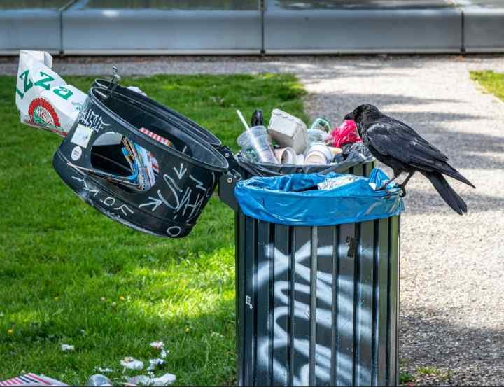 Indoor vs Outdoor Trash Cans. An outdoor trash can overflows with litter as a crow searches through it beside an overturned bin in a grassy park.